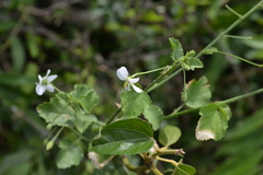 Hibiscus micranthus